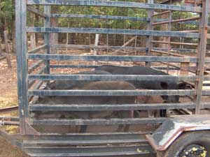 Illegal Translocation of Feral Pigs