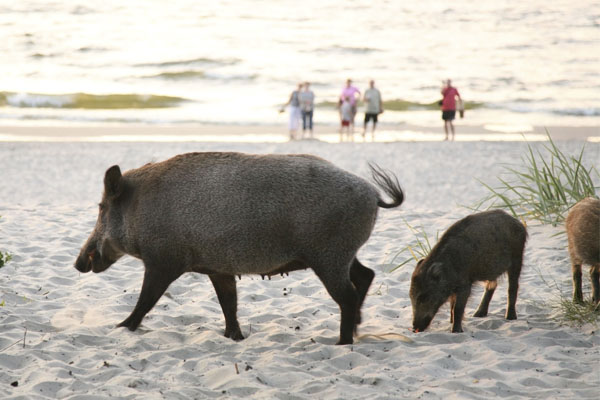 Introduction to Wild Pigs