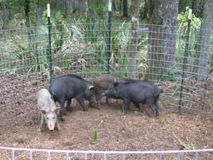 Wild Pigs Captured in a Corral Trap